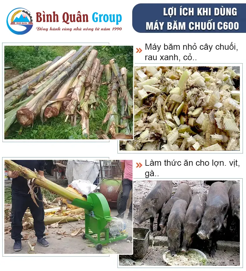 may-bam-chuoi-c600i-cho-lon-an_result