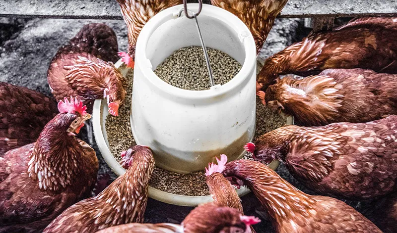 cam-vien-cho-ga_result