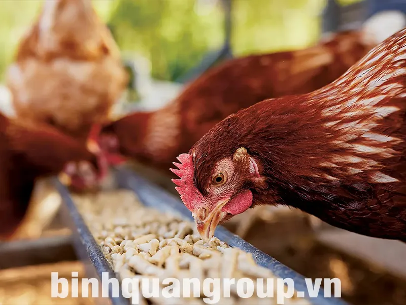 phoi-tron-thuc-an-cho-ga_result