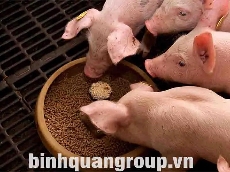 phoi-tron-thuc-an-cho-lon_result