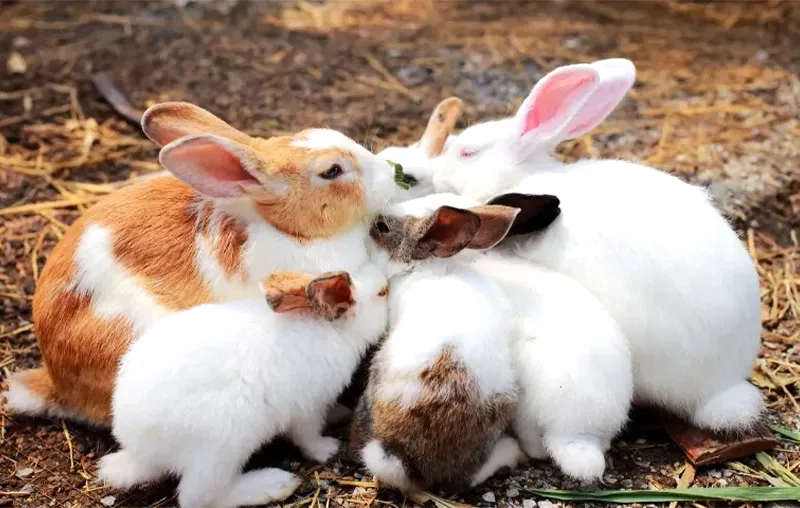 cach-nuoi-tho_result