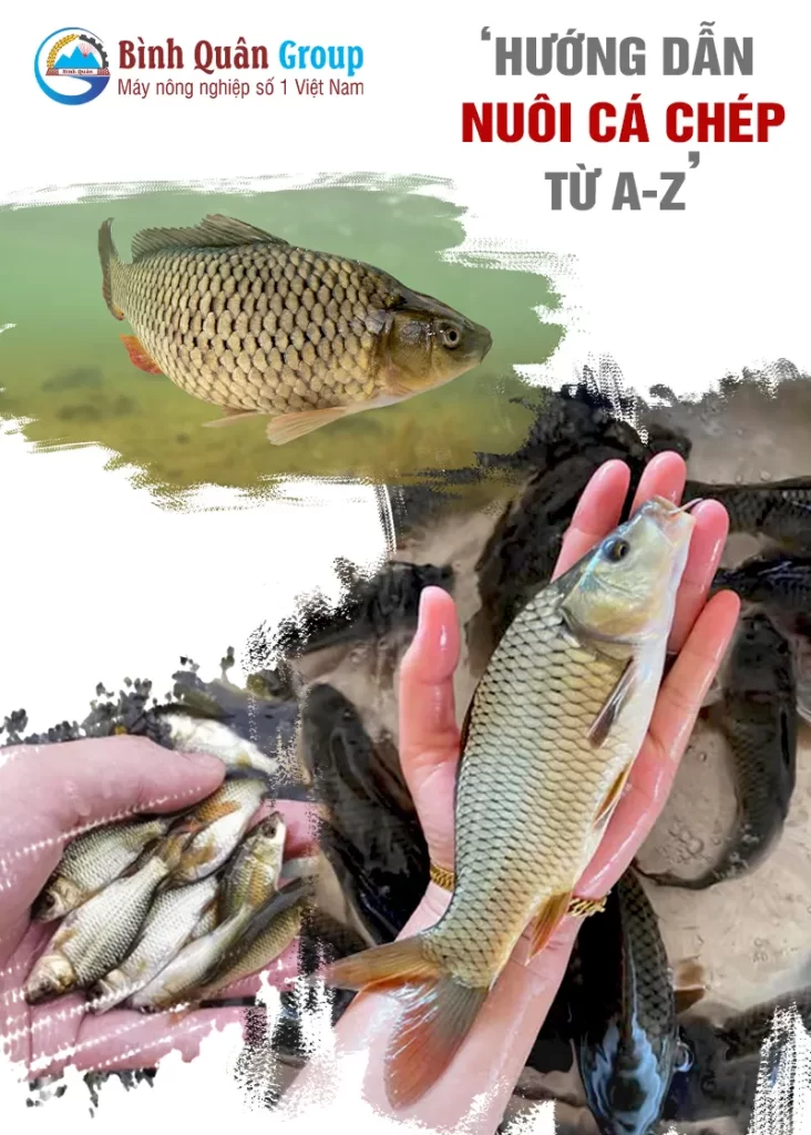 cach-nuoi-ca-chep_result