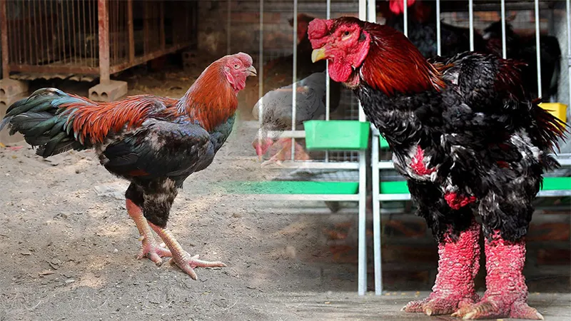 ga-ho-co-dac-diem-gi_result