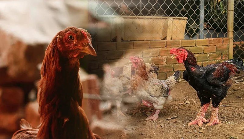 ga-ho-lai-d300_result