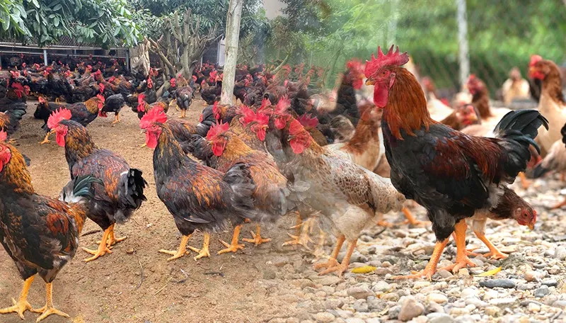 ga-luong-phuong_result