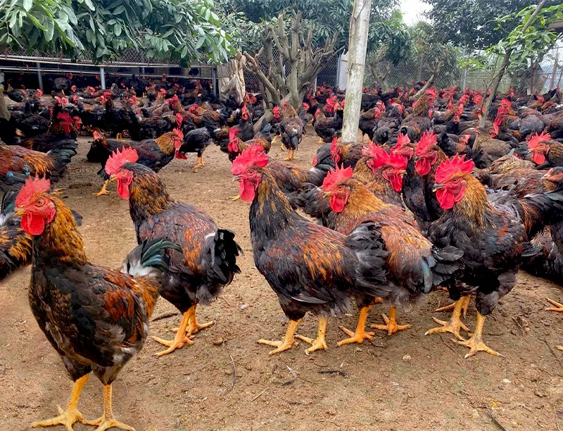 ga-luong-phuong_result