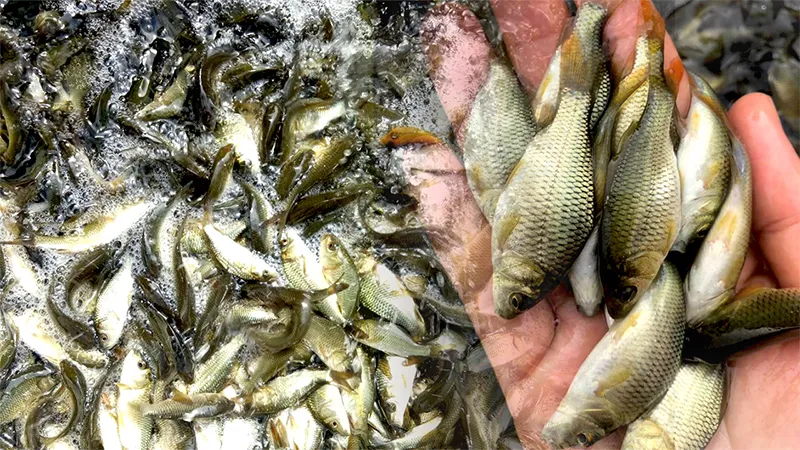 giong-ca-chep_result