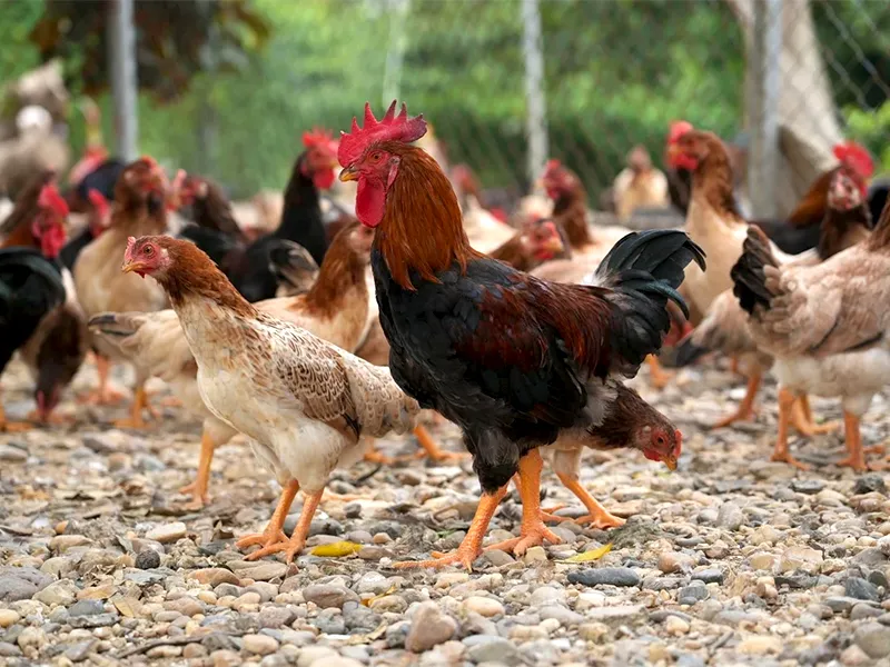 ky-thuat-nuoi-ga-lai-ho-chan-to_result