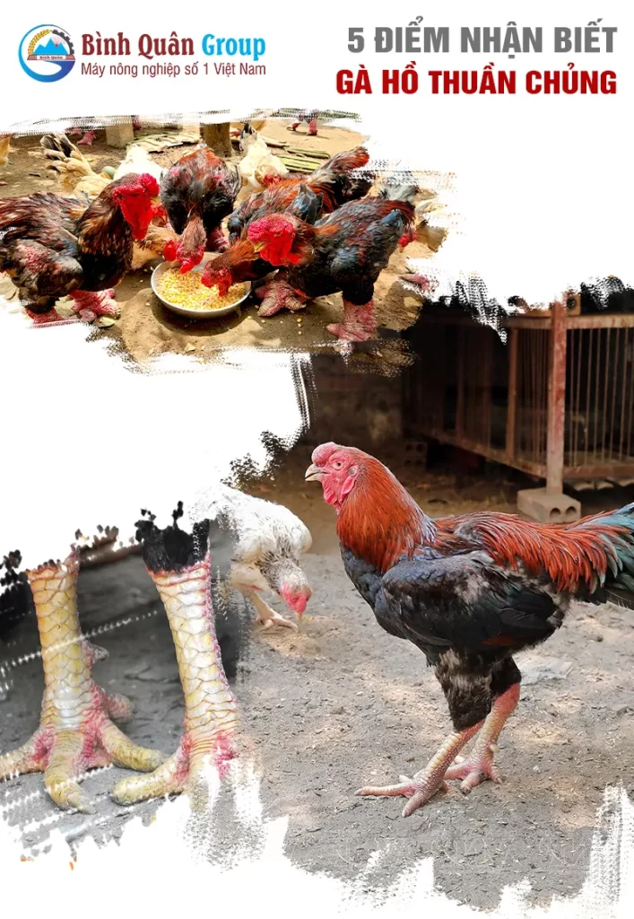 nhan-dien-ga-ho-thuan-chung_result