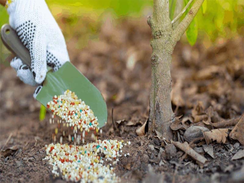 cách bón phân khi trồng mắc ca 