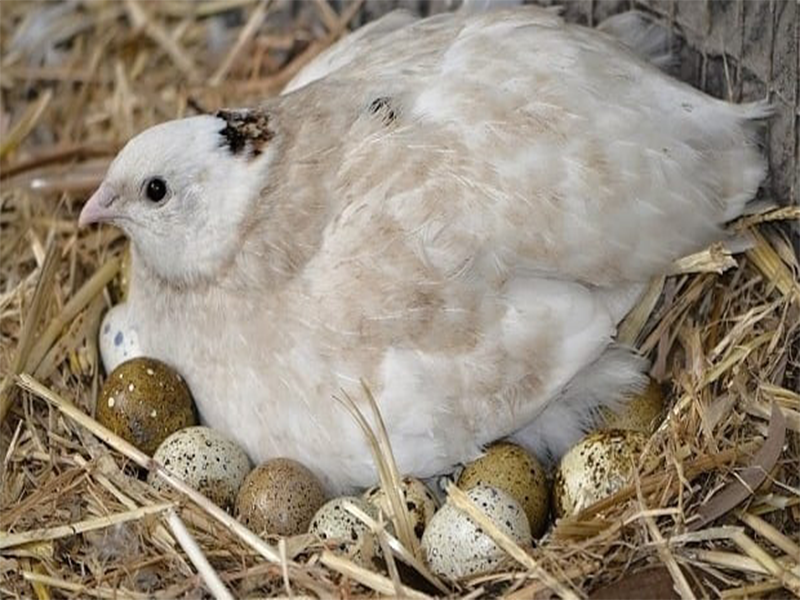 nuôi chim cút đẻ trứng