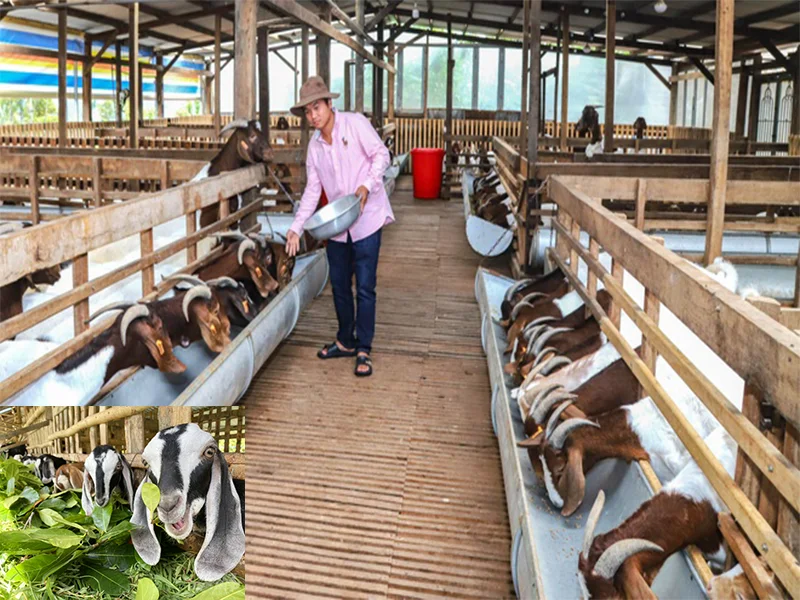 Làm giàu từ mô hình nuôi dê lấy sữa  Báo Đồng Khởi Online