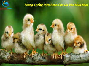 phòng chống dịch bệnh cho gà mùa mưa