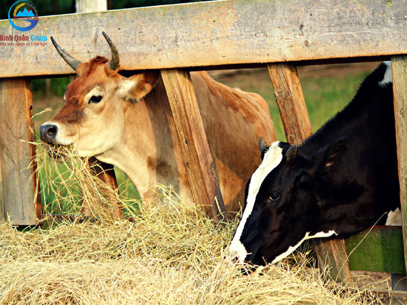 nuôi bò tự phụ phẩm nông nghiệp