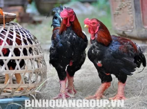 ga-dong-tao-o-dau_result