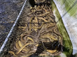 thuan-duong-nuoi-luon_result