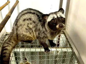 nuoi-chon-huong_result