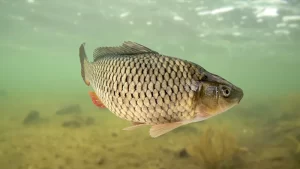 ky-thuat-nuoi-ca-chep_result