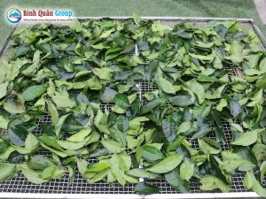 may-say-duoc-lieu_result