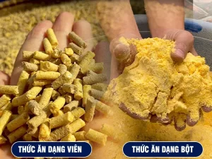 thuc-an-chan-nuoi_result